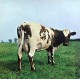 PINK FLOYD ATOM HEART MOTHER 1970 LP.